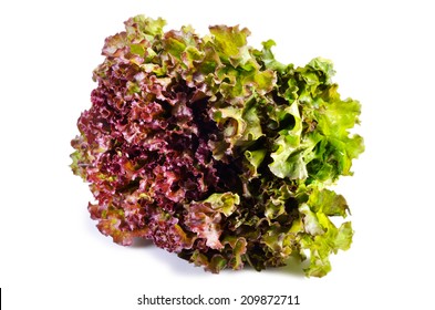 Red Leaf Lettuce 