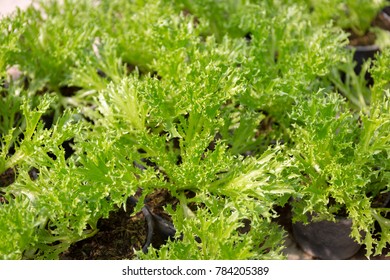 Red Leaf Lettuce Vegetable