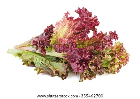 Red leaf lolo rosso lettuce isolated on the white background