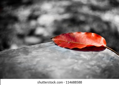 Red Leaf On Black And White Background