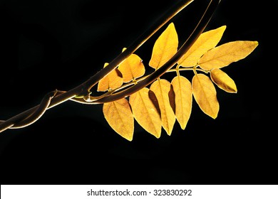 red leaf on a dark background
