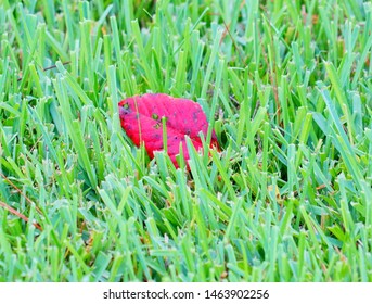 red leaf on the grass