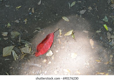 red leaf on the ground