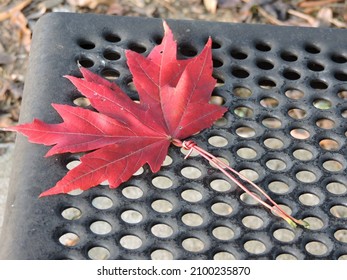 A Red Leaf On A Park Bench 
2020
Concord NC 