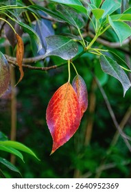 Red leaf on a tree