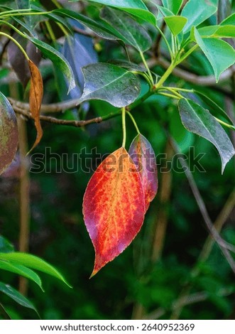 Red leaf on a tree