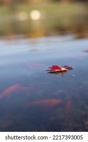 A Red Leaf On The Water And Red Fish Swimming Under It