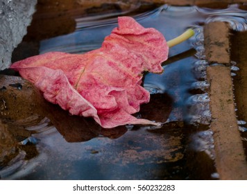 red leaf on white background snow