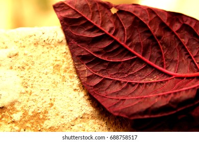a red leaf in sunlight