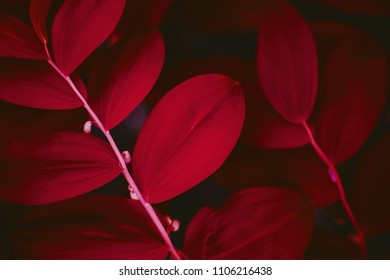 Red leaf texture. Leaf texture background