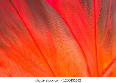 Red leaf texture background