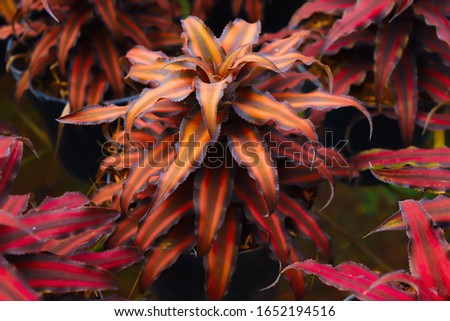 Red leaf texture. Leaf texture background

