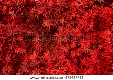Red leaf texture. Leaf texture background