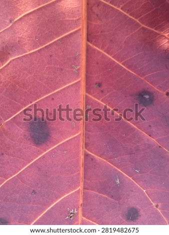 red leaf, texture, background, macro, close up, nature, plant, autumn, fall, black spots, disease, decay, botany, natural, flora, foliage, bright, environment, organic, surface, detail