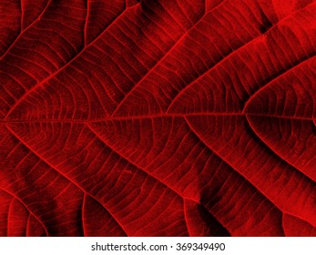 red leaf texture background ( teak leaf )