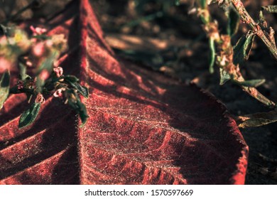 Red leaf and tiny flowers