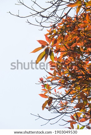 Similar – Autumn Nature Sky Bushes