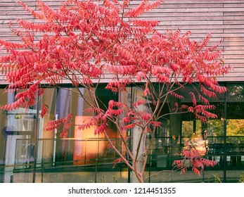 Red leaf tree before a building
