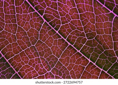 Red Leaf Vein Pattern Macro Photography