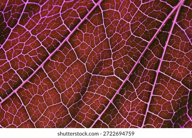 Red Leaf Vein Pattern Macro Photography