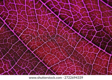 Red Leaf Vein Pattern Macro Photography