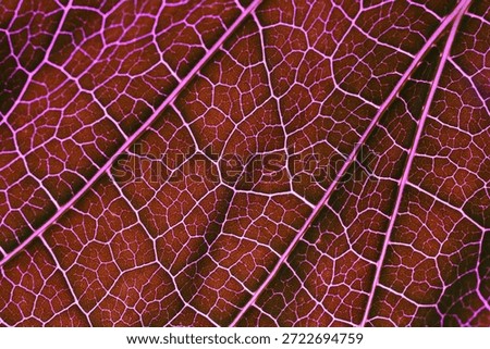 Red Leaf Vein Pattern Macro Photography