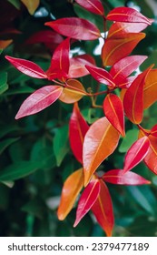 red leaf wallpaper and background