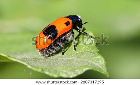 red leafcutter beetle on a leaf