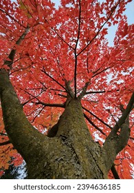Red leafed tree view from below