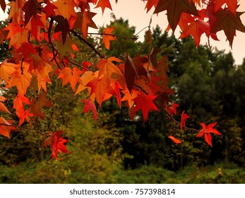 Red Leafs on a Tree in Fall