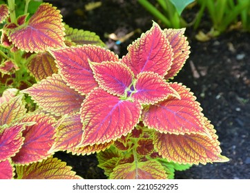 Red Leafy Coleus Annual Plant With Serrated Edge.