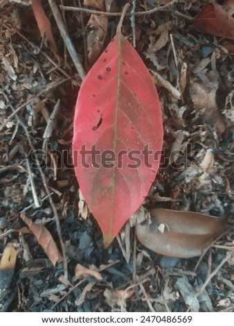 red leag fall in the ground