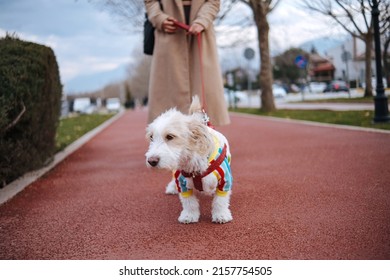 Red Leash Dog On The Walkway