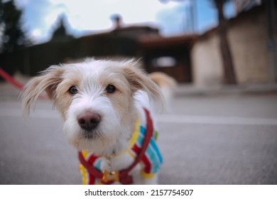 Red Leash Dog On The Walkway