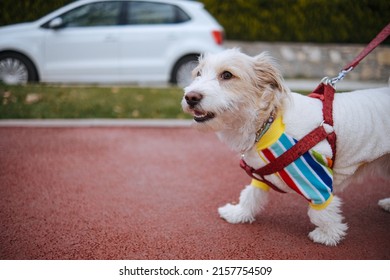 Red Leash Dog On The Walkway