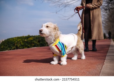 Red Leash Dog On The Walkway