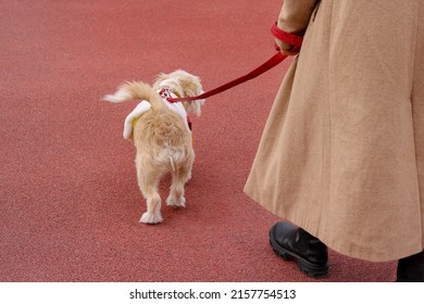 Red Leash Dog On The Walkway