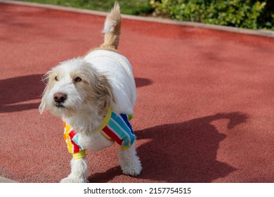 Red Leash Dog On The Walkway