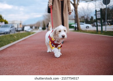 Red Leash Dog On The Walkway