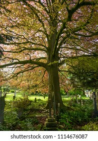 Red Leaved Beech Tree In A Churchyard