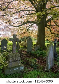 Red Leaved Beech Tree In A Churchyard