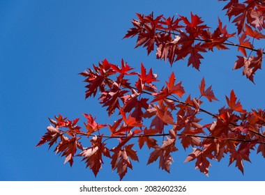 Red Leaves Of Acer Freemanii Autumn Blaze On Blue Sky Background. Close-up Of Fall Colors Maple Tree Leaves In Resort Area Of Goryachiy Klyuch.