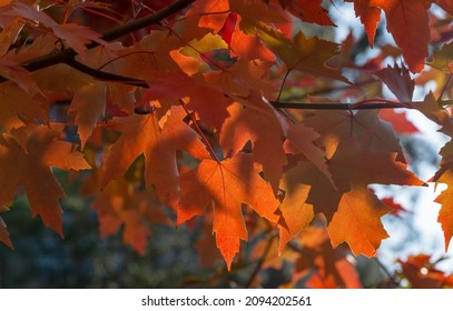 Red Leaves Of Acer Freemanii Autumn Blaze On Blue Sky Background. Close-up Of Fall Colors Maple Tree Leaves In Resort Area Of Goryachiy Klyuch.