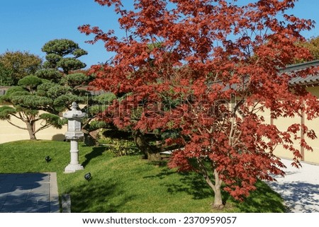 Red leaves of Acer palmatum Atropurpureum, Bonsai pines and  traditional Japanese stone lamp near central entrance to Japanese garden. Public landscape park of Krasnodar or Galitsky park, Russia