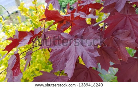 Red leaves Acer platanoides 'Crimson King 'Crimson King