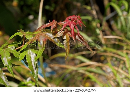 red leaves of Acer serrulatum Acer oliverianum  nakaharai