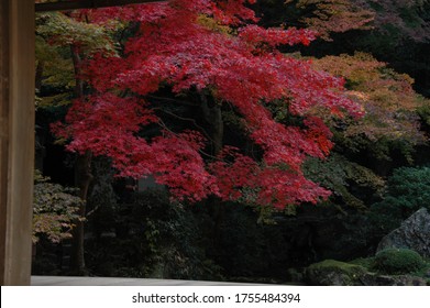 Red Leaves In Autmn Japan