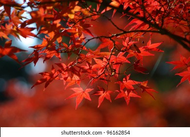 Red Leaves High Res Stock Images Shutterstock