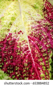 Red leaves background