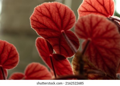 Red leaves of Begonia close-up.Home gardening,urban jungle,biophilic design.Natural background.Selective focus. - Powered by Shutterstock